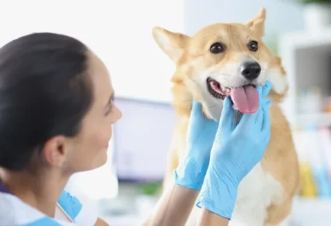 Tartarectomia em cães: o que é, como funciona e quanto custa