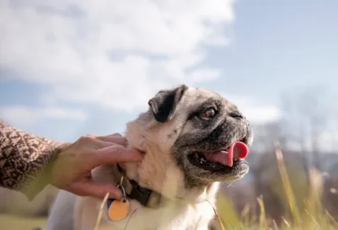 Cachorro com 7 anos é idoso? Entenda o que muda nessa fase