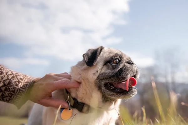 Cachorro com 7 anos é idoso? Entenda o que muda nessa fase