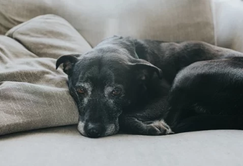 Cachorro idoso não consegue ficar em pé: possíveis causas e o que fazer