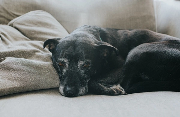 Cachorro idoso não consegue ficar em pé: possíveis causas e o que fazer