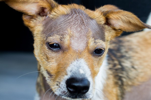 Meu pet está com pelos caindo, preciso me preocupar? Confira causas e como  evitar a queda de pelo