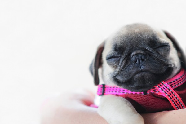 Animais, Cachorro mais fofo, Cachorrinhos fofinhos