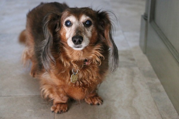 Cachorro andando em círculos sem parar: o que pode ser?