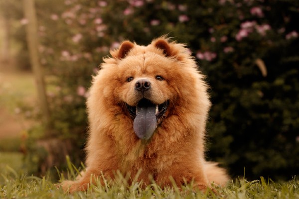 Chow Chow deitado na grama com a língua de fora