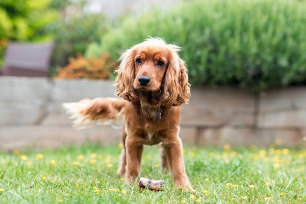 Cocker Spaniel Inglês na grama