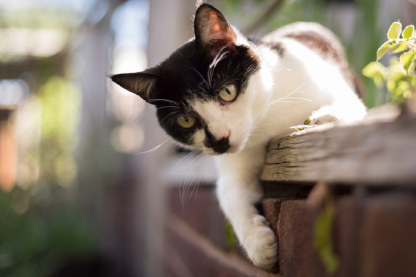 1000 Nomes para gatos e gatas: fofos, engraçados, místicos