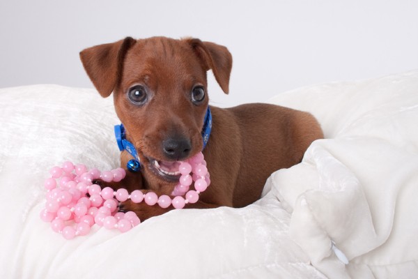 Filhote de cachorro Pinscher