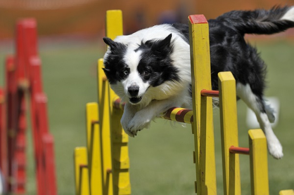 Fotos: Agility: cães participam de campeonato de velocidade - 17