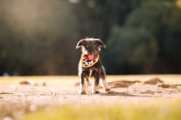 cachorro em um gramado usando uma Bandana para cachorro filhote