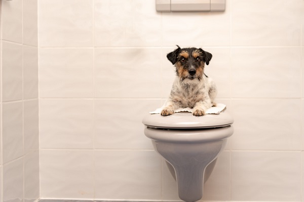 Como ensinar cachorro velho a fazer as necessidades no lugar certo