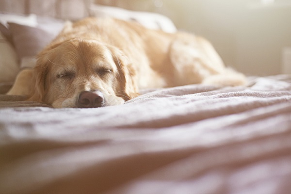 Cachorro idoso não dorme à noite