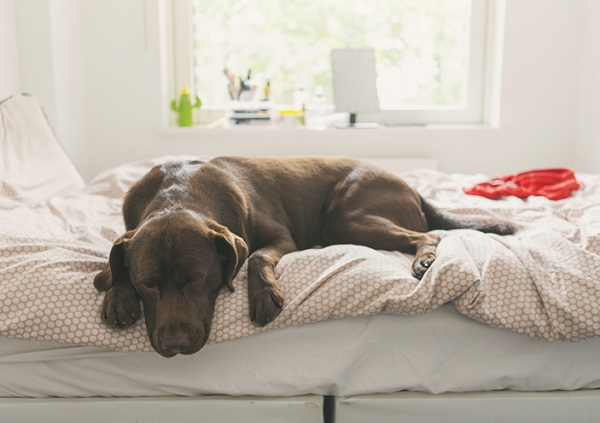 cachorro dormindo em uma cama