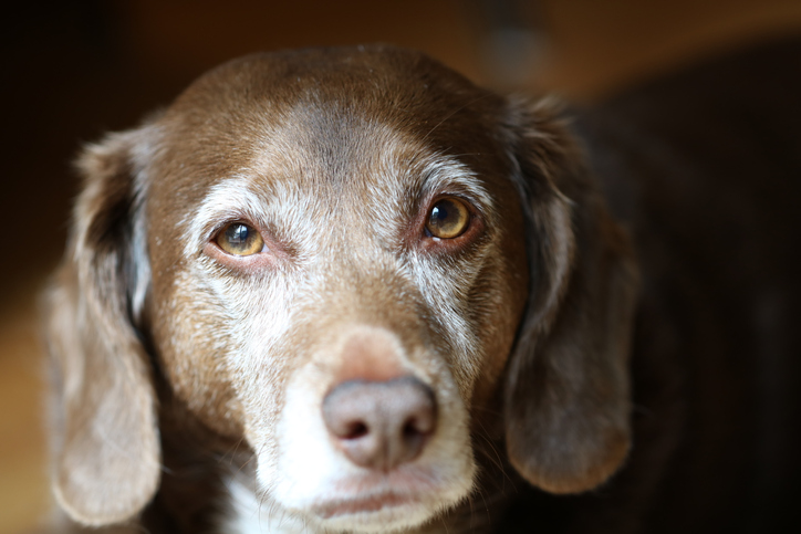 Cachorro velho marrom com branco ao redor do focinho e olhos olhando para a câmera