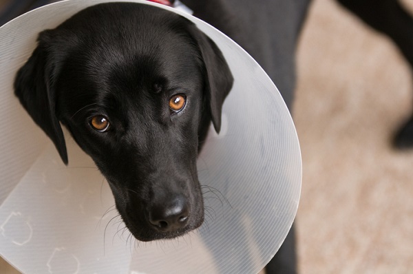 Cão idoso pode ser castrado? Saiba os cuidados e benefícios