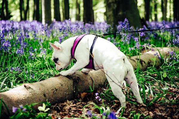 Guia De Treino Para Filhotes De Cachorro: A Guia Para