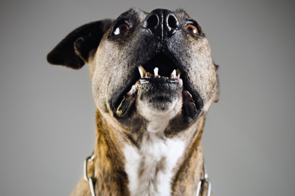 cachorro "agressivo" sem alguns dentes