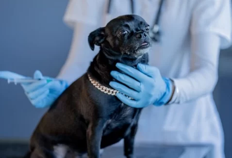 Vacina V10 para cachorro: para que serve, valor e o que protege