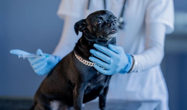 Vacina V10 para cachorro: para que serve, valor e o que protege