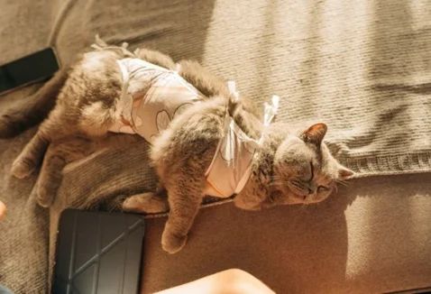 Castração de gata: quais são os cuidados pós-operatórios?