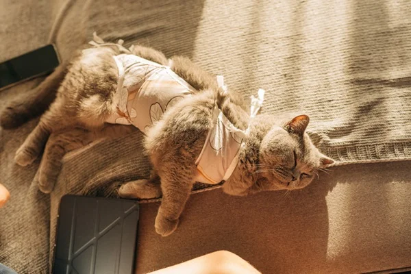 Castração de gata: quais são os cuidados pós-operatórios?