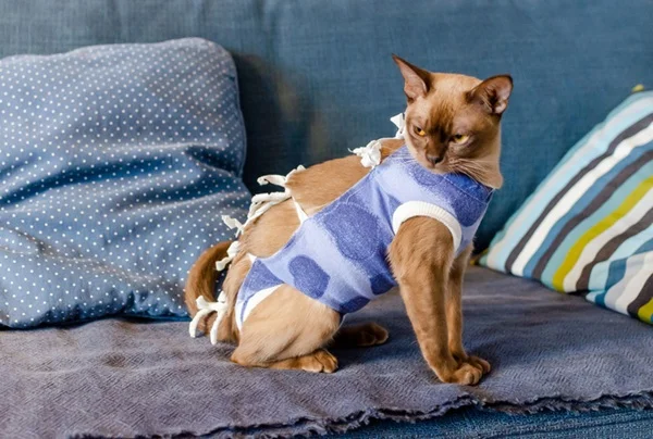 Gata com roupa de castração.
