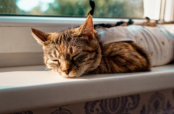 Gato descansando de castração.