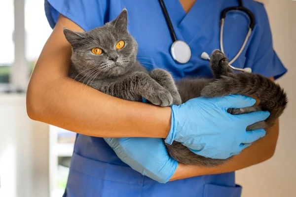 Gato no veterinário para castrar.