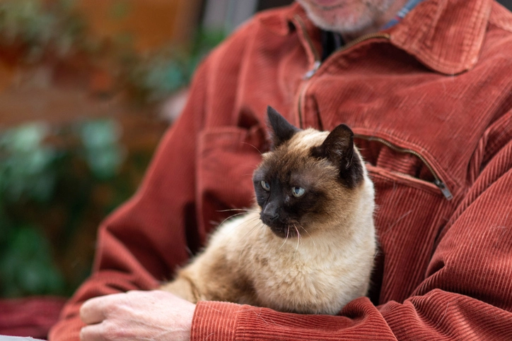 Gato idoso: entenda os comportamentos e cuidados nessa fase