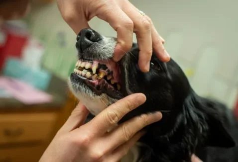 Gengiva do cachorro sangrando: causas, riscos e o que fazer