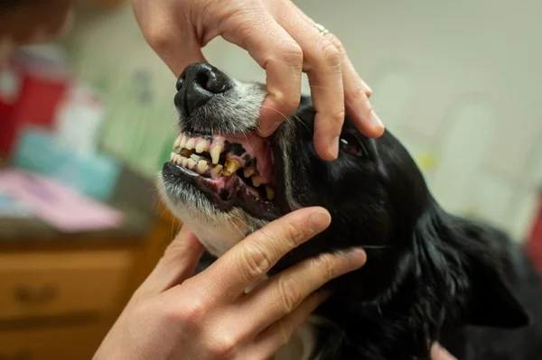 Gengiva do cachorro sangrando: causas, riscos e o que fazer