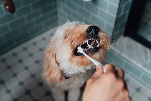 Cachorro escovando os dentes.