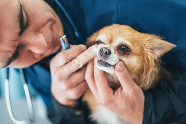 Cachorro sendo analisado por médico-veterinário na boca.