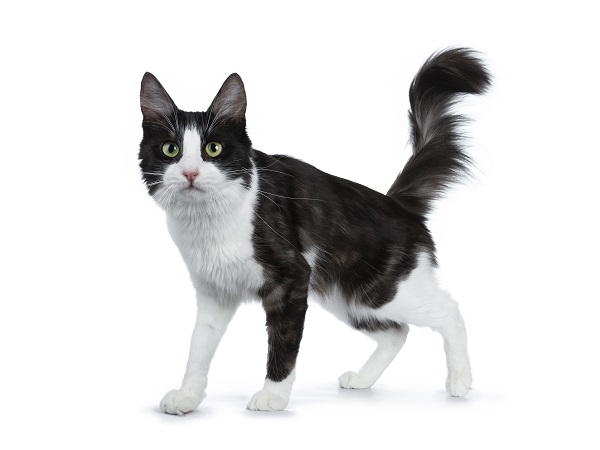 Gato preto e branco em 2023  Gatinho branco e cinza, Gato preto e