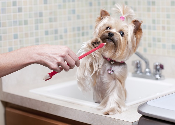 Escova de dente para cachorros