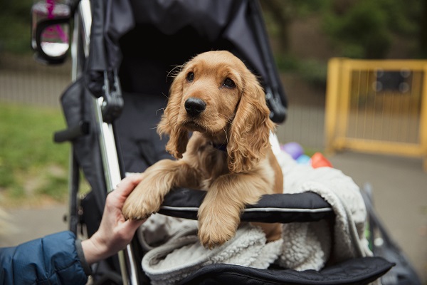 Cocker Spaniel Inglês em um carrinho de bebê