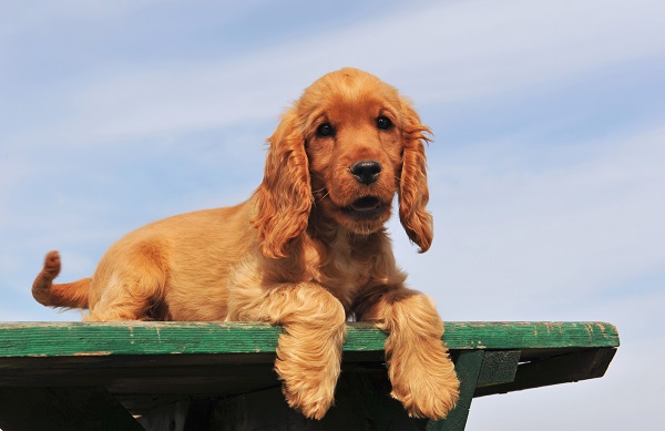 Cocker Spaniel Inglês filhote