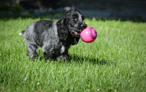 Cocker Spaniel Inglês brincando com bolinha