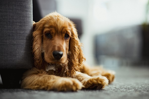 Cocker Spaniel Inglês deitado atrás do sofá
