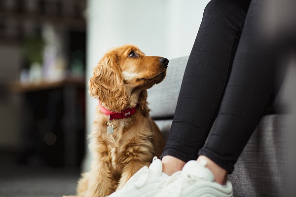 Cocker Spaniel Inglês filhote dourado