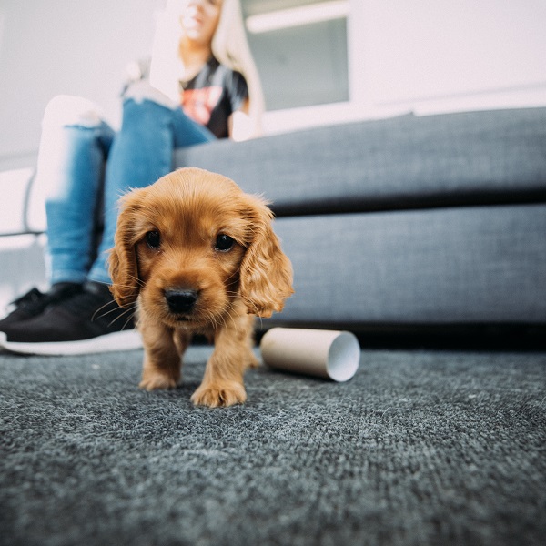 Cocker Spaniel Inglês filhotinho no tapete