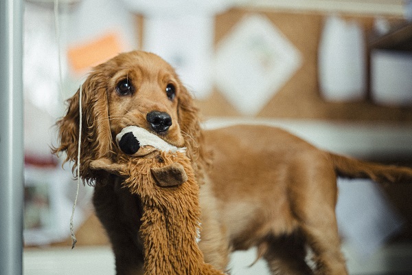 Cachorro cocker filhote: confira fotos!