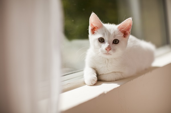 Saiba como escolher nomes para gato branco