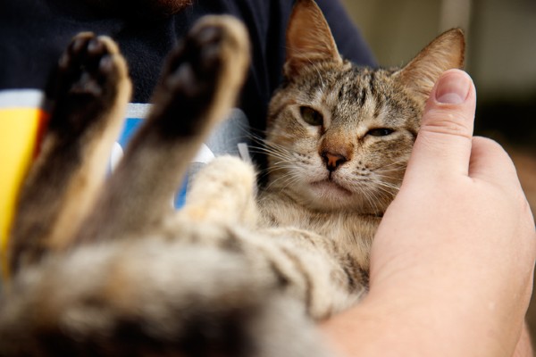 Controlar o peso dos seus gatinhos