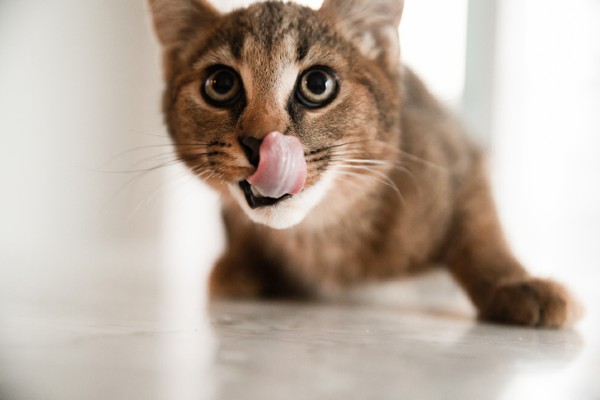 Gato filhote pode comer ração de gato castrado?