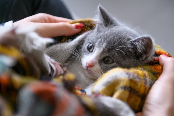 Já sei desenhar Animais Fofinhos - Aqui há Gato