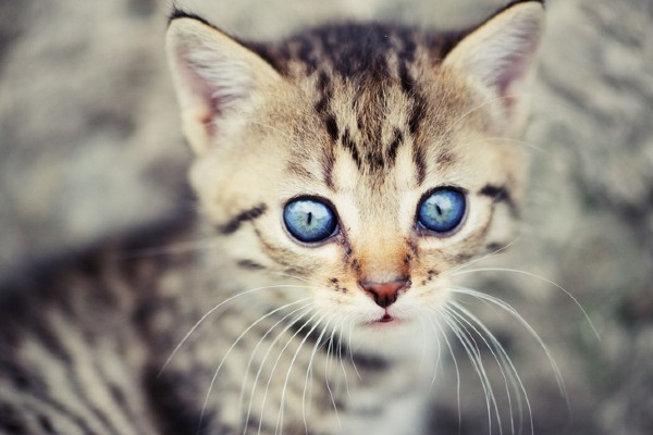 Gato filhote de olho azul