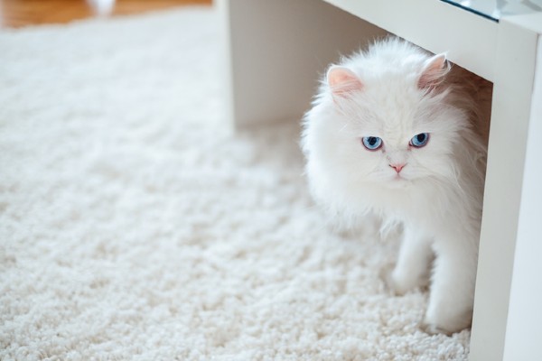 Gato Persa no tapete
