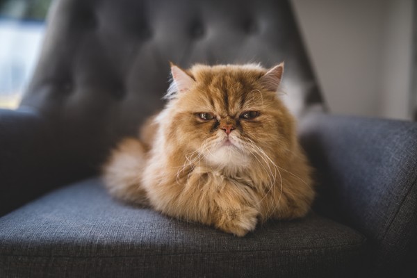 Gato Persa laranja