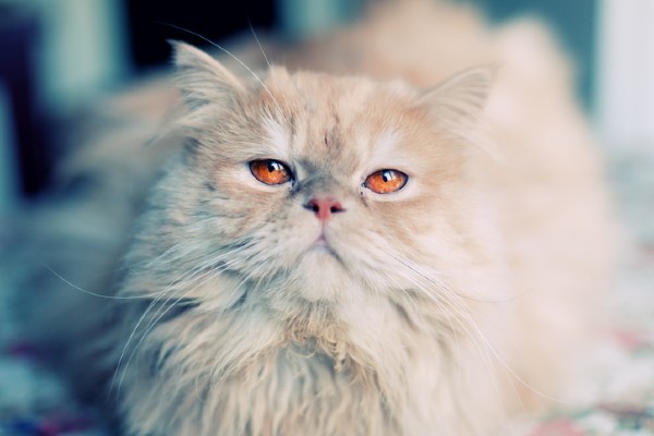 Gato Persa creme